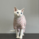 Weiji's new hairless cat clothes for spring and autumn Sphynx German curly cats and kittens pure cotton belly protection four-legged clothing four-legged striped thin section M-medium [recommended within 5-7Jin [Jin equals 0.5kg]]