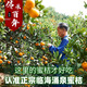 Uncle Sam's Authentic Linhai Yongquan Tangerine, Next Day Delivery to Many Places, Seedless Tangerine Orange Fruit Gift Box, Best Selling* Premium Fruit, Fruit Circumference 50-60mm, Super Sweet, Alpine Old Tree Fruit, 5 Jin Jin is equal to 0.5 kg, Gift Box, Carefully Selected by Farmers, Net 4.5