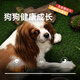 Maifudi Nutrition Forest Dog Food 20 Jin [Jin equals 0.5 kg] General-purpose natural food for all dog breeds Adult Dog Food 10kg