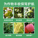Guoguang Pesticide, Naphthalene Acetate, Plant Growth Regulator, Flower Preservation and Fruit Preservation Medicine, Prevent Fruit Drop, Fruit Tree Flower and Fruit Treasure, Fruit Setting 1000ml (12 bottles in the box)