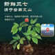 
Heyunchun Fresh Panax notoginseng oral liquid Treasure Panax notoginseng Yunnan Manufacturer Fresh Panax notoginseng Full Plant Essence Raw Powder Two boxes [60 pieces of rare Panax notoginseng]