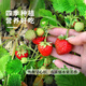 Strawberry seed cream strawberry seedlings for planting indoor and outdoor balcony vegetables and fruits potted flower seeds Dandong Spring Four Seasons Rainbow Field Four Seasons Milk Strawberry Seeds 150 capsules * 3 packs
