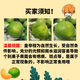 甜萌果蔬正宗广西皇帝柑橘子贡柑贡橘新鲜水果当季现摘水果礼盒中秋送礼 5斤精选装【单果约60mm+】净重4.5斤