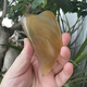 Agate scraping board Tianbaowu agate scraping board Facial face and eye beauty scraping tablet Dolphin shape Model 1391