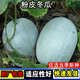Pink-skinned winter melon seed trellis climbing white winter melon field outdoor greenhouse complete collection of vegetable seeds that are easy to grow in all seasons Pink-skinned winter melon seeds 1 pack about 20 capsules