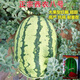 Xinong No. 8 Watermelon Seeds Extra Large Stable Yield Lazy Man Giant Watermelon Seeds Extra Sweet Fruit in Spring and Summer Four Seasons Xinong No. 8 Watermelon Seeds Planted from March to June Select Good Seeds Buds Germinate New Seeds Approximately 250