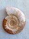 
God-Zhi Trilobite Fossil Pavlov ammonite polished crown trilobite ornament SN4359 1369 Spotted snail fossil Wooden box
