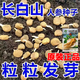 Changbai Mountain ginseng seeds, wild ginseng seeds, easy to grow Chinese medicinal materials in all seasons, easy to live indoor flower pots, ginseng seeds shipped without buds, big sale, 2 bags selected, about 104 capsules