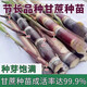Mu Chun'ao sugarcane seeds, Guangxi black-skinned seeds, yellow-skinned high-yielding sections, 3 to 7 buds, crispy sweet green-skinned saplings, 100 black-skinned sugarcane sections (3-6 per section, less than 15cm