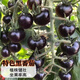 Black Pearl Cherry Tomato Seeds Four Seasons Balcony Potted Plants Easy to Grow Black Gem Tomato Fruit Type Vegetable Seeds Black Pearl Little Saint Tomato Seeds Original Pack About 106 + Song Fertilizer