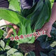Black big-headed short-footed Suzhou green fresh green stem vegetables and leafy vegetables, soft and glutinous sweet cabbage, sowing vegetables all year round. Selected black big-headed Suzhou green seeds 6000 capsules
