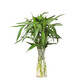 Flowers bloom and prosper, prosperous bamboo hydroponic plants 10 branches