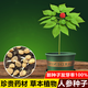 Changbai Mountain ginseng seeds, wild ginseng seeds, easy to grow Chinese medicinal materials in all seasons, easy to live indoor flower pots, ginseng seeds shipped without buds, big sale, 2 bags selected, about 104 capsules