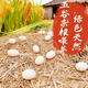 Authentic local goose eggs, fresh farm-raised goose eggs, large goose eggs, nourishing breakfast for pregnant women and babies, fresh JD.com 12 pieces, 100-120g, very cost-effective to eat by yourself Authentic local goose eggs, fresh farm-raised goose eggs, large goose eggs, nourishing breakfast for pregnant women and babies, fresh JD.com 12 pieces, 100-120g, very cost-effective to eat by yourself