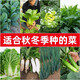 Vegetable seedlings suitable for planting in autumn, easy-to-live leeks for all seasons, cold-resistant baby cabbage, blue kale, pepper seedlings for autumn sowing, 10 kale seedlings + fertilizer