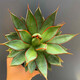 
Agave Taki Lei Succulent potted plants indoor and outdoor office garden flowers landscape green plants sandy plants Taki Lei Lei Agave 10-12