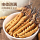 Yuanjiang Grass Cordyceps sinensis nueva caja de regalo Cordyceps seca para productos secos, entregados a líderes y ancianos 4 palos/g 10 gramos [caja de regalo ajustada]