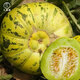 Dayu Balixiang muskmelon seeds cantaloupe old variety tiger skin melon field planting autumn and winter extra large Balixiang muskmelon muskmelon seeds about 30 pieces