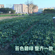 Xiangbin kale seeds kale field open-air planting in spring, summer, autumn and winter sowing pot seeds Guangdong vegetable seeds white flower willow leaf kale seeds 2000 original x2 pack