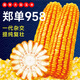 Beishu official authentic corn seeds produce tall and short big sticks, drought and lodging resistance, Zhengdan 958 national approved feed, Sichuan hybrid, Beishu selected Zhengdan 958 corn seeds, a total of 4Jin, Jin is equal to 0.5kg (1 mu of land)
