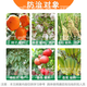 Guoguang 40% ethephon ripening agent tomato cotton persimmon rice banana mango rubber tree ripening and yield increasing regulator 100g*1