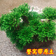 Shantou Lincun Selaginella nine-dead resurrection grass desktop flowers and plants bonsai potted rockery combination absorbent stone calamus orchid. The whole nest of about 9 to 11 heads is dug on the same day. Pallets are not included.