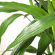 Flowers bloom and prosper, prosperous bamboo hydroponic plants 10 branches