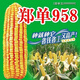 Высокоурожайные семена кукурузы Zhengdan 958, одобренные на национальном уровне Zhengdan 958 Daquan, большая палочка, белый вал, устойчивость к полеганию и засухоустойчивость, карликовые прицветники, Академия сельскохозяйственных наук Mixifeng Zhengdan 958 4Jin Jin соответствует 0,5 кг 1 мешок