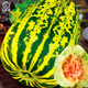 Dayu Balixiang muskmelon seeds cantaloupe old variety tiger skin melon field planting autumn and winter extra large Balixiang muskmelon muskmelon seeds about 30 pieces