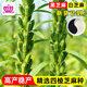 Xinyan high-yielding sesame seeds, four-sided, high-oil, multi-resistant black and white sesame seeds planted in farm fields, spring and summer four-season vegetable seeds, high-yielding black sesame seeds, black sesame seeds, 10g*1 bag