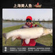 Sirène (sirène) Vérine ligne de pêche à la pêche argentée carpe carpe carp principale sous ligne nouvelle ligne de pêche à la ligne de bighead compétitive ligne nylon 3.0 # (tension linéaire 6169g) pêche 28 Jin [Jin est égal à 0,5 kg] poisson intérieur [100 mètres]