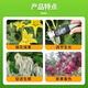 Zheng's Chemical 98% Sodium Nitrophenate Original Powder Genuine Rooting, Strengthening Seedlings and Increased Yield Agricultural Flower and Fruit Preserving Plant Growth Regulator 98% Aminobutanol 1000g