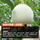 Nongzi Yu Naixiang No. 2 melon seeds honeydew melon field seeds Snow Naixiang No. 1 melon seeds 400 capsules x 2 bags