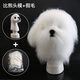 Black Bird Pet Professional Beauty Simulation Fake Hair Model Teddy Ram VIP Head Model Fake Dog Model Skeleton Practice Special Bichon Frize Head Model + White Fake Hair