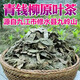 Qingqian Liuyuan Leaf thé jiangxi xiushii argent sauvage saule naturel Qingqian Willow leaf chinois Herbal Medicine Santé et thé tonique Thé à 500 ans