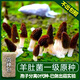 Wang Yuanxing Wild Morel Seed Cultivation Mushroom Fresh Mushroom Artificial Edible Mushroom Spawn Strain Pack Lentinin Mushroom Stick Original Strain Pack 500g Free Instructions + Video