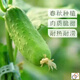 Spring and autumn strong female sweet cucumber seeds, high yield, four-season fruit cucumbers, high temperature resistant to 45 degrees Cucumber seeds, complete list of northern cucumber seeds, about 48 seeds per pack, sweet and crisp fruit cucumbers (crisp, sweet and refreshing)