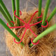 
Beautiful Monstera Support Fixer Anti-Lost Spring Feather Support Hydroponic Branches Flower Pot Flower Floor Anti-Split Climbing Frame 3 Sets Total 12 [Four Sizes]
