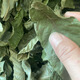 Jiangxi Xiushui authentic wild green-money Liuyuan leaf tea Qingqian Liujin Liu tea Chinese herbal medicine health tea 500-year-old wild green-money Liuyuan leaf 1000 grams 500-year-old authentic wild green-money Liuyuan leaf tea