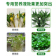 Flower Master Hydroponic Plant Special Nutrient Solution Lucky Bamboo Transfer Bamboo Brazilian Wood Tulip Pothos Copper Money Grass General Fertilizer Hydroponic Nutrient Solution 240ml 92% Household Purchase 2 Bottles