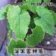Qinling Epimedium Seeds Epimedium Seedlings Chinese Medicinal Seeds Fairy Spleen Three-branched Nine-leaf Grass 1 Jin Jin equals 0.5 kilograms with buds and rhizomes (more than 40 Song root powders) bare roots without soil