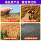 Elegant simulated thatch insulation plastic fur straw roof straw farmhouse scenic pavilion courtyard carpet style decorative fake tiles straw yellow encrypted style thermal insulation and flame retardant / 1 meter wide * 1 meter