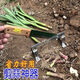 Yue Li's special scissors for cutting garlic. Garlic shearing machine for cutting garlic roots. New knife and garlic head artifact. Household manganese steel thickening tool. Thickening and sharpness - Garlic shearing artifact. 99% labor saving.
