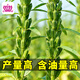 Xinyan high-yielding sesame seeds, four-sided, high-oil, multi-resistant black and white sesame seeds planted in farm fields, spring and summer four-season vegetable seeds, high-yielding black sesame seeds, black sesame seeds, 10g*1 bag