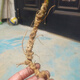 Authentischer wilder frischer Bambus Ginseng Wild Seng, Panqi Longqi Bambus Ginseng, chinesische Kräutersuppe, 250 Gramm frischer Bambus Ginseng (ca. 10 Jahre) Bamboo Ginseng