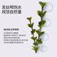 roye若也【热巴同款】复活草发膜柔顺蓬松发丝改善毛躁滋润 236g