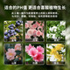 Yunnan Plateau acidic small particle red soil camellia jasmine fragrance wood various potted flowers nutrition special soil alpine red soil 9.5Jin Jin equals 0.5kg finely screened without impurities