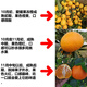 Jingdida Sichuan Ehime No. 38 jelly orange net weight 8Jin Jin is equal to 0.5kg fruit diameter 75-80mm citrus orange fresh fruit straight from the source