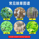 Huaxing Instant 25% cyclozinone aqueous agent kills shrubs, kills vines, kills large trees, kills root rot, pesticides and herbicides