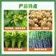 Guoguang gibberellic acid gibberellin 920 growth regulator solution citrus flower and fruit preservation grape germination and antidote 50ml